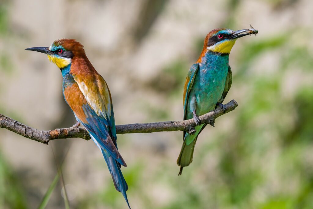 Die bunt leuchtenden Bienenfresser-Vögel spielen eine wichtige Rolle in meinem Kinderroman.